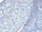 IgM Immunoglobulin(Cocktail), CF594 conjugate, 0.1mg/mL