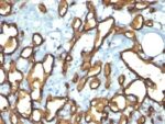 CD34(HPCA1/763), 0.2mg/mL