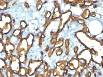 CD34(HPCA1/763), 0.2mg/mL