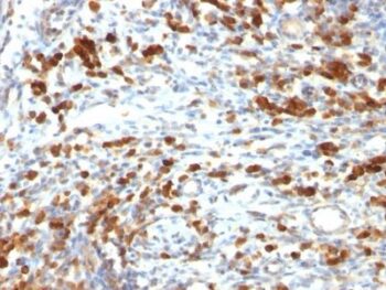CD79a(IGA/764), 0.2mg/mL