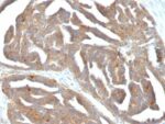 GnRH-Receptor (LHRH Receptor)(F1G4), CF568 conjugate, 0.1mg/mL