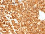 Pmel17 / gp100 / SILV(PMEL/783), CF740 conjugate, 0.1mg/mL