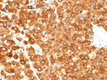 Pmel17 / gp100 / SILV(PMEL/783), CF740 conjugate, 0.1mg/mL