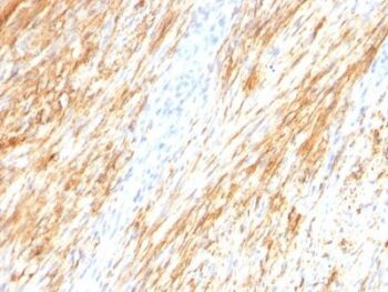 GFAP(ASTRO/789), CF488A conjugate, 0.1mg/mL