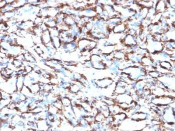 Smooth Muscle Actin(ACTA2/791), CF740 conjugate, 0.1mg/mL