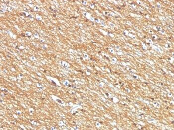 CD56 / NCAM(NCAM1/795), CF488A conjugate, 0.1mg/mL