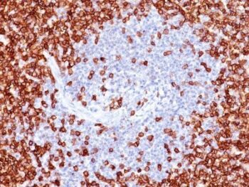 CD45RO(T200/797), CF568 conjugate, 0.1mg/mL
