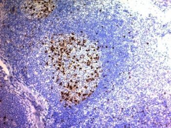 CD57 / B3GAT1(NK/804), 0.2mg/mL
