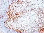 ZAP70(2F3.2), CF594 conjugate, 0.1mg/mL