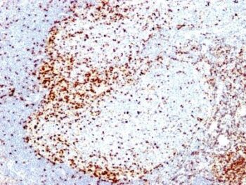ZAP70(2F3.2), CF594 conjugate, 0.1mg/mL