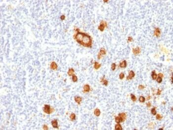CD15 / FUT4 / Lewis x(FUT4/815), 0.2mg/mL
