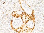p53(TRP/817), Biotin conjugate, 0.1mg/mL
