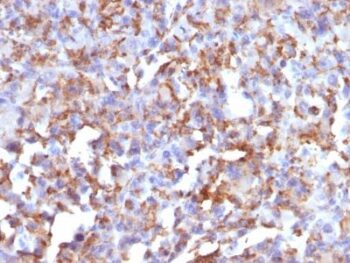 CD68(LAMP4/824), 1mg/mL