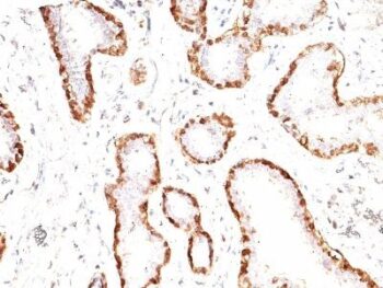 Calponin-1(CNN1/832), CF594 conjugate, 0.1mg/mL