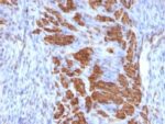 Calponin-1(CALP + CNN1/832), CF594 conjugate, 0.1mg/mL
