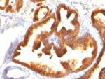Cytokeratin 18(KRT18/836), CF405S conjugate, 0.1mg/mL