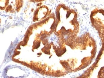Cytokeratin 18(KRT18/836), CF405S conjugate, 0.1mg/mL