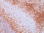 CD43(SPN/839), CF647 conjugate, 0.1mg/mL