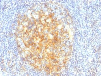 CD106 / VCAM1(VCAM1/843), 0.2mg/mL
