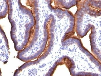 Mucin 1 / EMA / Episialin / CD227(MUC1/845), CF405S conjugate, 0.1mg/mL
