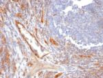 CD31 / PECAM-1(C31.10), CF740 conjugate, 0.1mg/mL