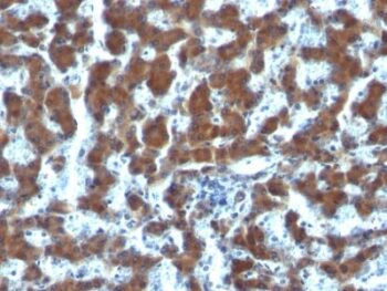Retinol Binding Protein-1(G4E4), CF405S conjugate, 0.1mg/mL