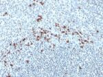 Human Kappa Light Chain(Kap-56), CF568 conjugate, 0.1mg/mL 1 BNUB0859-0-1