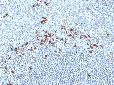 BNUB0859-0-1 BNUB0859 0 1- Immunomart