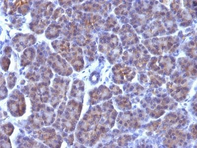 BNUB0868-0-1 BNUB0868 0 1- Immunomart