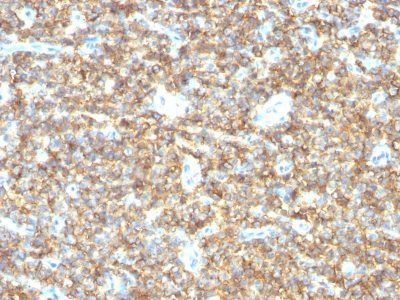 BNUB0869-0-1 BNUB0869 0 1- Immunomart