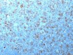 p34 / cdk1(CDK1/873), CF640R conjugate, 0.1mg/mL