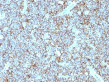 CD99(MIC2/877), CF568 conjugate, 0.1mg/mL
