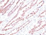 p57 / KIP2(KP10), CF594 conjugate, 0.1mg/mL