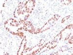 p57 / KIP2(KIP2/880), CF740 conjugate, 0.1mg/mL