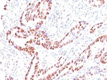 p57 / KIP2(KIP2/880), CF740 conjugate, 0.1mg/mL