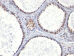 Androgen Receptor(AR441), CF488A conjugate, 0.1mg/mL