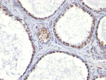 Androgen Receptor(AR441), CF488A conjugate, 0.1mg/mL