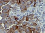 NGFR (Nerve Growth Factor Receptor)(NGFR5), CF740 conjugate, 0.1mg/mL