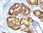 Mucin 6 (MUC6)(CLH5), CF740 conjugate, 0.1mg/mL