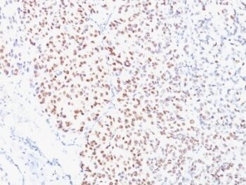MiTF (Microphthalmia Transcription Factor)(C5/D5), CF488A conjugate, 0.1mg/mL