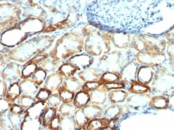 Mitochondrial Marker(AE-1), CF568 conjugate, 0.1mg/mL