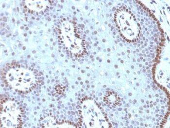 c-Myc(MYC909), CF594 conjugate, 0.1mg/mL