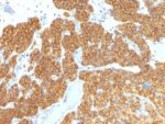 PTH / Parathyroid Hormone (N-Terminal)(PTH/911), CF740 conjugate, 0.1mg/mL