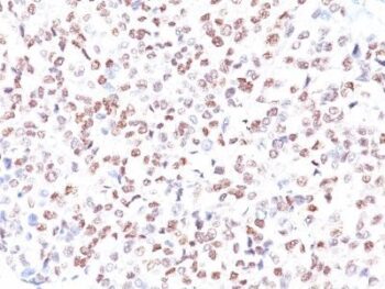MiTF (Microphthalmia Transcription Factor)(MITF/915), CF488A conjugate, 0.1mg/mL