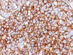 CD44 Standard(HCAM/918), CF647 conjugate, 0.1mg/mL 1 BNUB0918-0-1