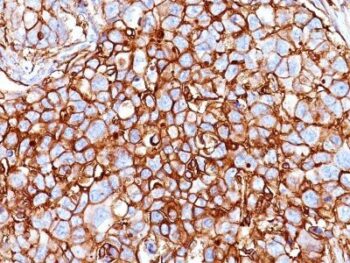 CD44 Standard(HCAM/918), CF405S conjugate, 0.1mg/mL