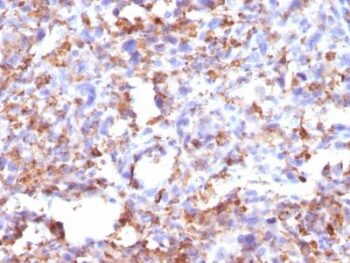 CD68(CD68/G2), CF488A conjugate, 0.1mg/mL