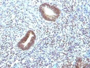 CD46(197-2B1), CF568 conjugate, 0.1mg/mL