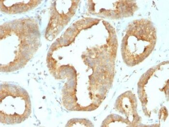 Glucose Regulated Protein 94 (GRP94) (9G10.F8.2), CF640R conjugate, 0.1mg/mL