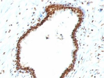 Double Stranded DNA (dsDNA)(121-3), CF640R conjugate, 0.1mg/mL